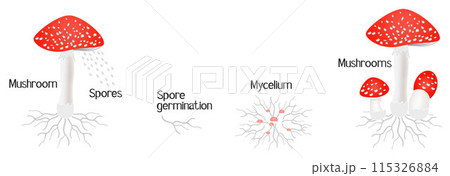Life cycle of a amanita mushroom on a white background. Life cycle of a amanita mushroom on a white background. 115326884