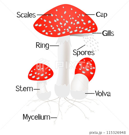 Parts of amanita mushroom isolated on white background. 115326948