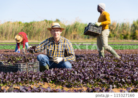 Male farmer picking red komatsuna leaf greens 115327160