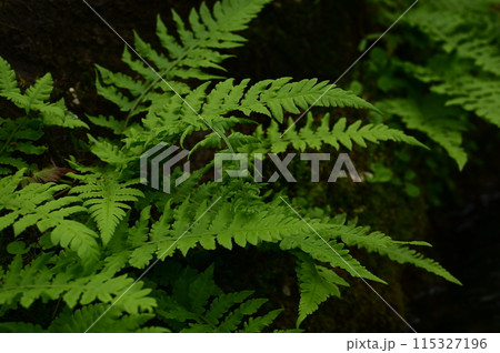 シダ植物と涼しげな水の流れ シダ植物と涼しげな水の流れ 115327196