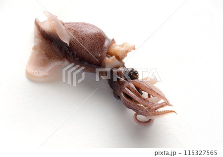 ホタルイカ ホタルイカ 115327565