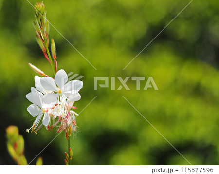 ガウラ ヤマモモソウ ガウラ ヤマモモソウ 115327596