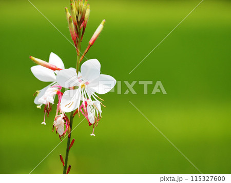 ガウラ　ヤマモモソウ 115327600