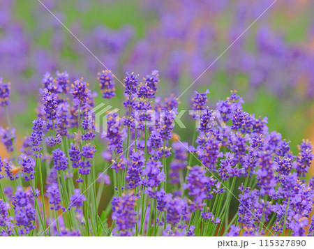 春の香りに包まれるラベンダー 春の香りに包まれるラベンダー 115327890