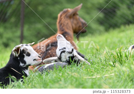 かわいい赤ちゃんヤギたちとお母さんヤギ(ヤクシマヤギ)秩父高原牧場・彩の国ふれあい牧場・埼玉県 かわいい赤ちゃんヤギたちとお母さんヤギ(ヤクシマヤギ)秩父高原牧場・彩の国ふれあい牧場・埼玉県 115328373