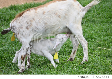 おっぱいを飲む赤ちゃんヤギ（ヤクシマヤギ）秩父高原牧場・彩の国ふれあい牧場・埼玉県 115328544