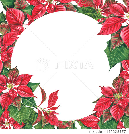 Frame of New Year poinsettia on a white background. Watercolor illustration of a red poinsettias. Euphorbia pulcherrima. Christmas Star. Star of Bethlehem. The New Year's plant, design, pack, banner. 115328577