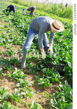 Male farmer harvests chard on the field and puts in plastic box for sale in market 115328594