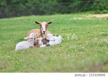お母さんに甘える赤ちゃんヤギ（ヤクシマヤギ）秩父高原牧場・彩の国ふれあい牧場・埼玉県 115329000
