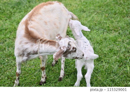 お母さんに甘える赤ちゃんヤギ（ヤクシマヤギ）秩父高原牧場・彩の国ふれあい牧場・埼玉県 115329001