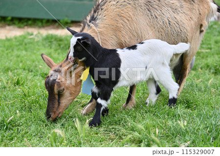 お母さんに甘える赤ちゃんヤギ(ヤクシマヤギ)秩父高原牧場・彩の国ふれあい牧場・埼玉県 お母さんに甘える赤ちゃんヤギ(ヤクシマヤギ)秩父高原牧場・彩の国ふれあい牧場・埼玉県 115329007