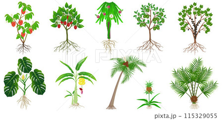 Set of exotic plants with fruits on a white background. 115329055