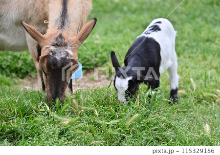 親と牧草を食べる練習中の赤ちゃんヤギ(ヤクシマヤギ)秩父高原牧場・彩の国ふれあい牧場・埼玉県 親と牧草を食べる練習中の赤ちゃんヤギ(ヤクシマヤギ)秩父高原牧場・彩の国ふれあい牧場・埼玉県 115329186