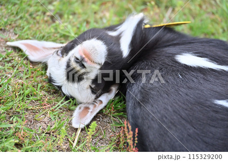 かわいい赤ちゃんヤギの寝顔のアップ(ヤクシマヤギ)秩父高原牧場・彩の国ふれあい牧場・埼玉県 かわいい赤ちゃんヤギの寝顔のアップ(ヤクシマヤギ)秩父高原牧場・彩の国ふれあい牧場・埼玉県 115329200