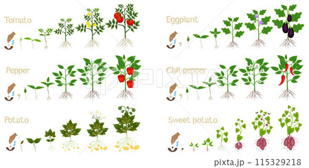 Set of growth cycles of vegetable crops on a white background. 115329218