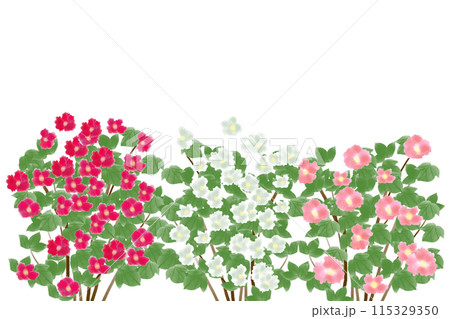 芙蓉（フヨウ）の花のカード4のイラスト素材 [115329350] - PIXTA