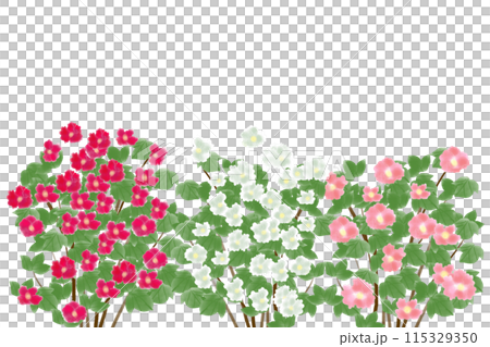 芙蓉（フヨウ）の花のカード4のイラスト素材 [115329350] - PIXTA