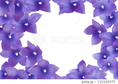 桔梗の花のカード5 桔梗の花のカード5 115329373