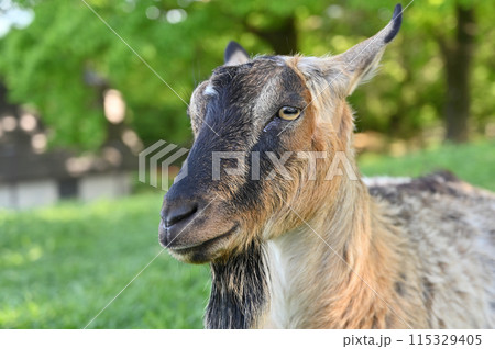 ヤギの顔のアップ（ヤクシマヤギ）秩父高原牧場・彩の国ふれあい牧場・埼玉県 115329405
