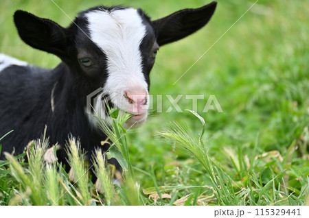 草を食べる赤ちゃんヤギのアップ（ヤクシマヤギ）秩父高原牧場・彩の国ふれあい牧場・埼玉県 115329441
