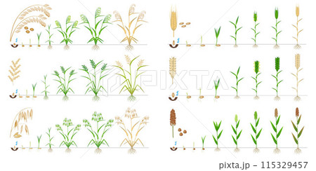 Set of growth cycles of grain crop on a white background. 115329457