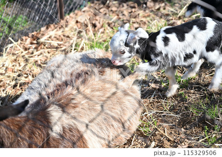 赤ちゃんヤギ（ヤクシマヤギ）秩父高原牧場・彩の国ふれあい牧場・埼玉県 115329506