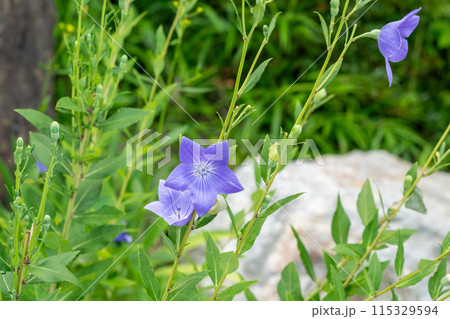 青い桔梗の花 115329594