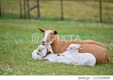 ヤギの親子（ヤクシマヤギ）秩父高原牧場・彩の国ふれあい牧場・埼玉県 115329669