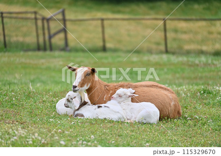 ヤギの親子（ヤクシマヤギ）秩父高原牧場・彩の国ふれあい牧場・埼玉県 115329670