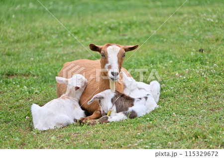 ヤギの親子（ヤクシマヤギ）秩父高原牧場・彩の国ふれあい牧場・埼玉県 115329672