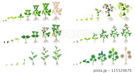 Set of growth cycles of leguminous plants on a white background. 115329678