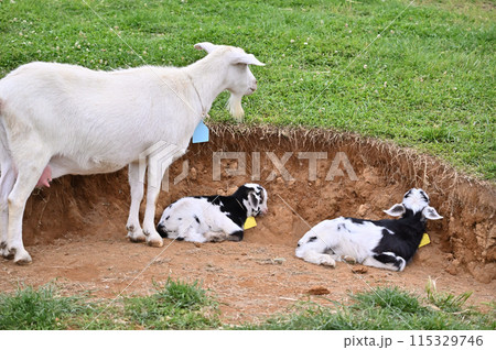 赤ちゃんヤギとお母さんヤギ（ヤクシマヤギ）秩父高原牧場・彩の国ふれあい牧場・埼玉県 115329746