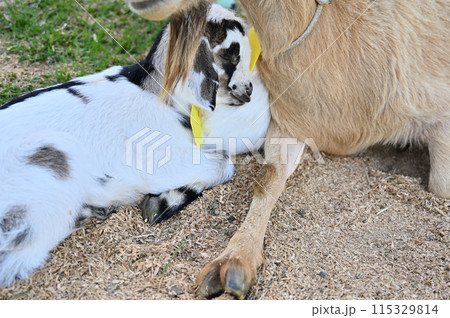 親に寄り添い寝る赤ちゃんヤギ（ヤクシマヤギ）秩父高原牧場・彩の国ふれあい牧場・埼玉県 115329814