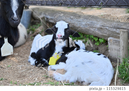微睡むヤギのあ赤ちゃんたち（ヤクシマヤギ）秩父高原牧場・彩の国ふれあい牧場・埼玉県 115329815