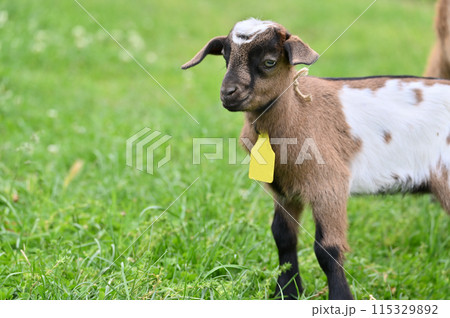 赤ちゃんヤギ（ヤクシマヤギ）秩父高原牧場・彩の国ふれあい牧場・埼玉県 115329892