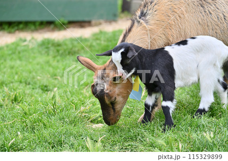 甘えん坊の赤ちゃんヤギ(ヤクシマヤギ)秩父高原牧場・彩の国ふれあい牧場・埼玉県 甘えん坊の赤ちゃんヤギ(ヤクシマヤギ)秩父高原牧場・彩の国ふれあい牧場・埼玉県 115329899