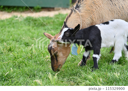 甘えん坊の赤ちゃんヤギ（ヤクシマヤギ）秩父高原牧場・彩の国ふれあい牧場・埼玉県 115329900