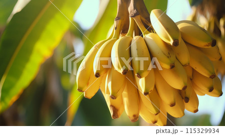 Ripe yellowing bananas hang 115329934