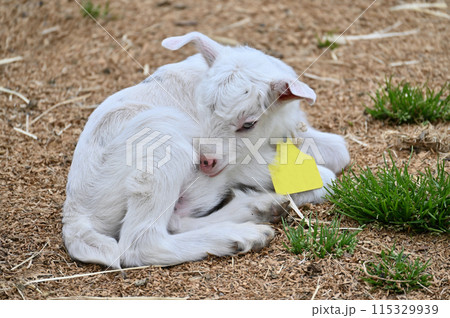 赤ちゃんヤギのアップ（ヤクシマヤギ）秩父高原牧場・彩の国ふれあい牧場・埼玉県 115329939