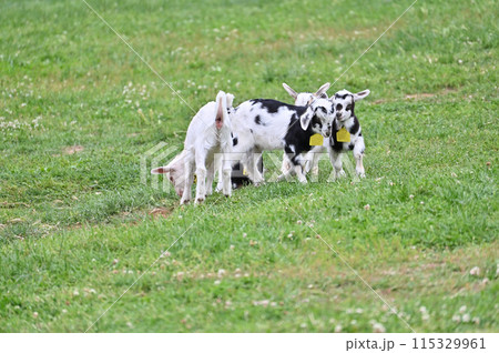 元気に走り回る赤ちゃんヤギたち(ヤクシマヤギ)秩父高原牧場・彩の国ふれあい牧場・埼玉県 元気に走り回る赤ちゃんヤギたち(ヤクシマヤギ)秩父高原牧場・彩の国ふれあい牧場・埼玉県 115329961