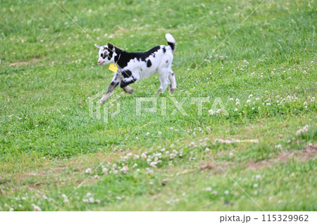 元気に走り回る赤ちゃんヤギたち(ヤクシマヤギ)秩父高原牧場・彩の国ふれあい牧場・埼玉県 元気に走り回る赤ちゃんヤギたち(ヤクシマヤギ)秩父高原牧場・彩の国ふれあい牧場・埼玉県 115329962