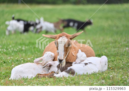 ヤギの親子（ヤクシマヤギ）秩父高原牧場・彩の国ふれあい牧場・埼玉県 115329963