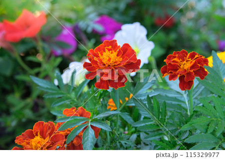 Marigold is growing in the park. Orange plants. Cultivated for its showy flowers. Gardening. 115329977