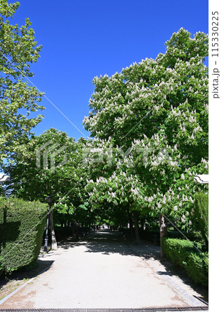 Wide shaded walkways of El Retiro Park in Madrid, Spain on clear sunny morning. 115330225
