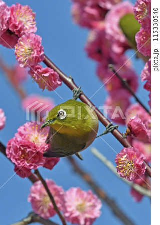 満開の紅梅にメジロさん （ 春イメージ ）（ 躍動イメージ ） 115330540