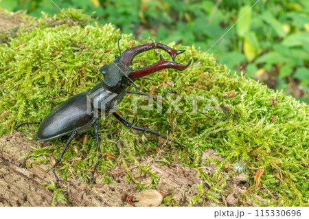 Stag beetle kite male (Lucanus cervus ) on the trunk of a of a dead tree in the forest in spring. Stag beetle kite male (Lucanus cervus ) on the trunk of a of a dead tree in the forest in spring. 115330696