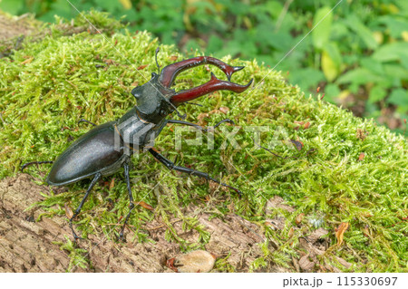 Stag beetle kite male (Lucanus cervus ) on the trunk of a of a dead tree in the forest in spring. Stag beetle kite male (Lucanus cervus ) on the trunk of a of a dead tree in the forest in spring. 115330697