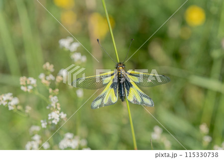 Owly sulphur Ascalaphe (Libelloides coccajus) in a meadow in spring. Owly sulphur Ascalaphe (Libelloides coccajus) in a meadow in spring. 115330738