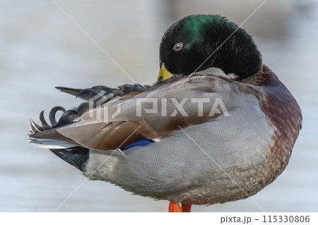 Male mallard duck (Anas platyrhynchos) resting by a river in spring 115330806