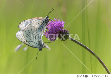 Black-Veined White butterflies (Aporia crataegi) mating in a natural meadow in spring. Black-Veined White butterflies (Aporia crataegi) mating in a natural meadow in spring. 115330815